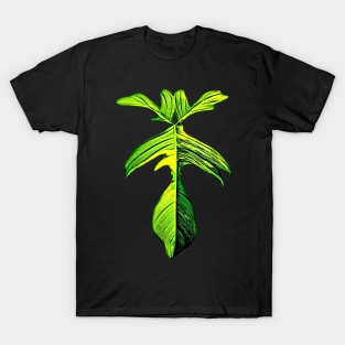 PHILODENDRON FLORIDA BEAUTY VARIEGATED T-Shirt